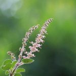 6 Plants Work As Medicine Should Be In Your Garden