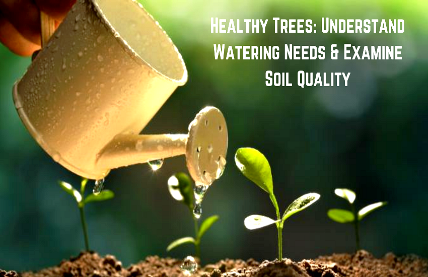 Healthy Trees: Understand Watering Needs & Examine Soil Quality