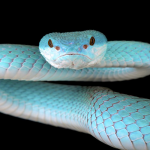 Myths About Snakes