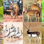 Wildlife Sanctuaries in India