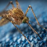 mosquito killer