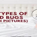 Bed Bugs