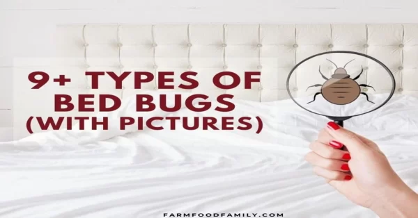 Different Types Of Bed Bugs You May Find Normally In A New Apartment
